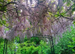 «Сиренево-белый восторг»: в Ботаническом саду БФУ им. Канта зацвела глициния