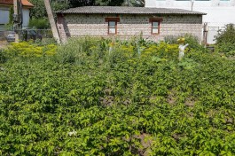 Жителям Гусева предлагают бесплатную землю для выращивания картофеля