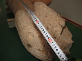В калининградском зоопарке нашли фрагмент скелета кашалота или синего кита