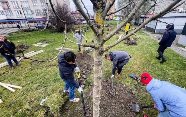 В Калининграде высадили 196 деревьев и 157 кустарников