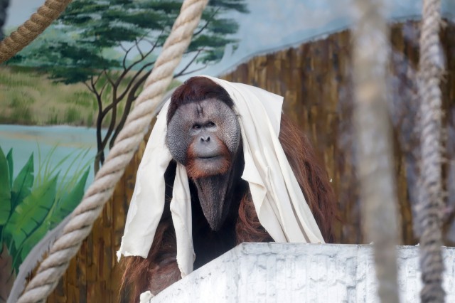 В калининградском зоопарке умер орангутан Бенджамин