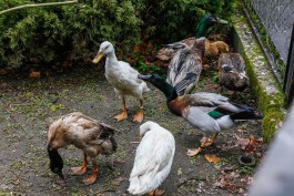 Калининградский зоопарк: Птицы на малых прудах погибли из-за нападения бродячих собак