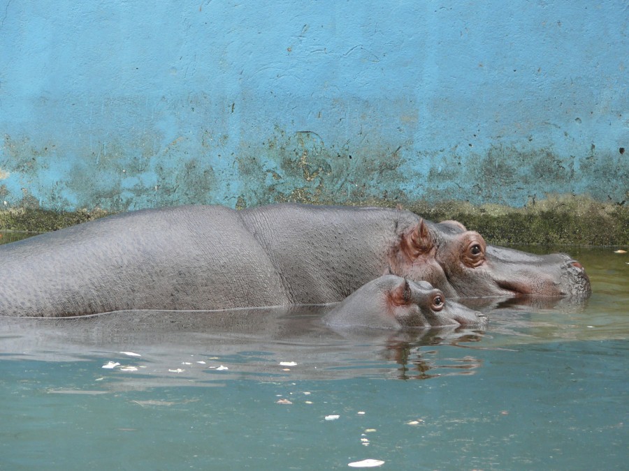 В калининградском зоопарке умер родившийся на прошлой неделе бегемотик