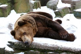 «Волчий аппетит, фонтан и белые медведи»: как калининградский зоопарк пытается решить старые и новые проблемы