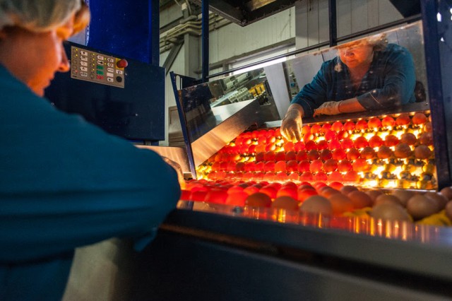 С начала года в Калининградскую область ввезли более 16 млн инкубационных яиц из других стран