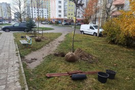 На Южном бульваре в Калининграде высадили аллею деревьев и кустарников (фото)