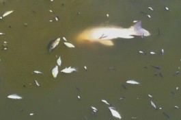 Экологи: В районе ул. Магнитной в Преголе массово гибнет рыба