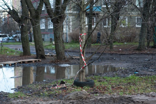 Дятлова попросила коммунальщиков очистить провода и деревья во дворах Калининграда от мусора