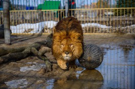 «Доберётся паромом»: льва Тиграна рассчитывают привезти в Калининград к началу октября