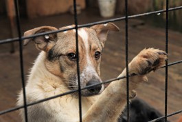 К ЧМ-2018 в регионе хотят открыть два временных приюта для собак