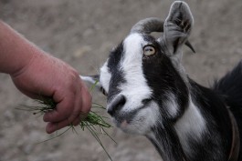 На литовской части Куршской косы выпустят пастись 50 коз