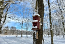 Калининградцев приглашают принять участие в зимней переписи воробьёв