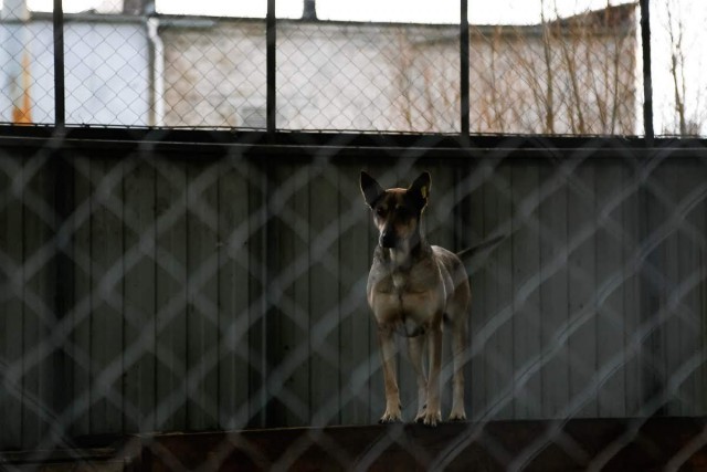 Жителя Калининграда будут судить за расстрел соседских собак