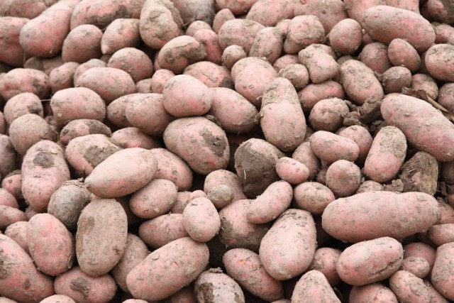 В Калининградской области на 400 га увеличили посадочные площади под картофель