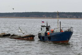 В Калининградской области началась салачная путина (фото)