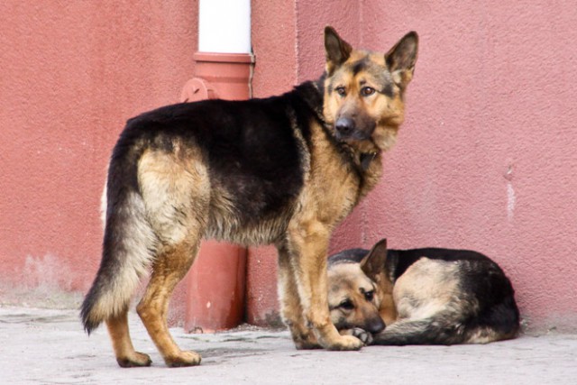 В Гурьевске полицейские открыли стрельбу, чтобы спасти пожилую пару от собаки