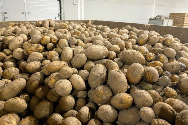 Минсельхоз: В регионе начался сбор картофеля, цены снизились до 20-35 рублей за килограмм