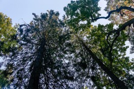 Инвестору разрешили провести «рубку ухода» на 4,5 га леса под глэмпинги в Отрадном