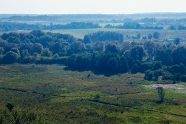 «Лукойлу» разрешили вырубить ещё 236 деревьев в Зеленоградском округе