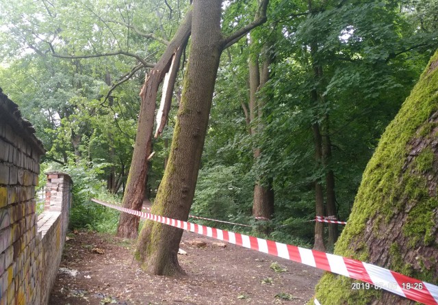 Калининградский зоопарк получил разрешение на вырубку 17 деревьев