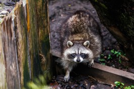 «Ситуация нервозная»: в калининградском зоопарке сокращается число посетителей