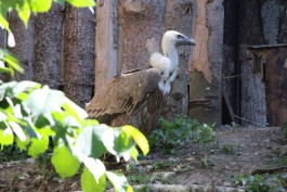 В калининградском зоопарке родился птенец белоголового сипа