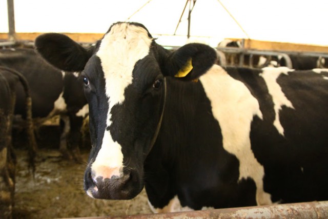 В Калининградскую область не пустили 62 коровы из Германии