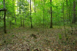 В лесу в Славском округе потерялся трёхлетний мальчик