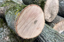 Для ремонта дороги в районе отеля &laquo;Балтика&raquo; в Калининграде разрешили вырубить 73 дерева