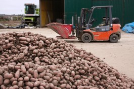 Калининградские фермеры рассказали, когда лучше покупать картофель на зиму