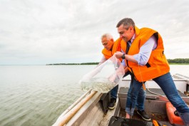 В Куршский залив выпустили ещё 60 тысяч мальков сига