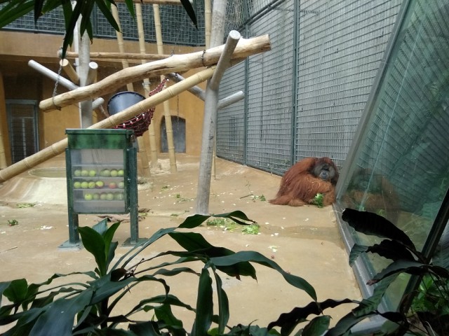 В калининградском зоопарке сделали «интеллектуальный тренажёр» для орангутангов