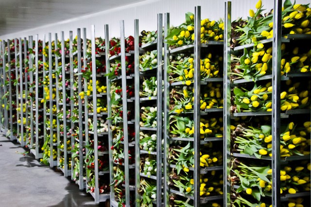 Калининградский производитель тюльпанов в два раза увеличил выращивание цветов