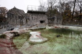 На реконструкцию вольера для ластоногих в Калининградском зоопарке запрашивают 782 млн рублей