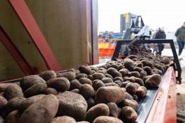 В Калининградской области строят 60 овощехранилищ для проекта по производству картофеля фри (фото)