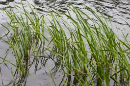 Росрыболовство: Из-за жары в водоёмах Калининградской области массово гибнет рыба 