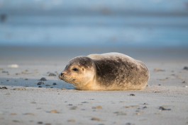 На побережье Балтийска спасли раненого детёныша тюленя