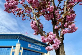 «Под сенью розовых цветов»: возле дворца спорта «Янтарный» в Калининграде зацвела аллея сакур