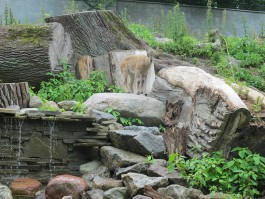 В калининградском зоопарке открыли новые вольеры для копытных животных (фото)