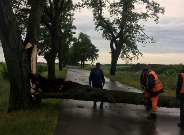 Во время ночного шторма в Калининградской области ветер повалил 43 дерева