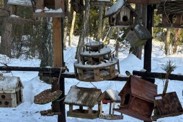 Посетителей Куршской косы просят подкармливать птиц