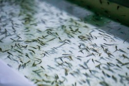 На новом предприятии под Калининградом планируют выращивать до 100 тонн товарной рыбы