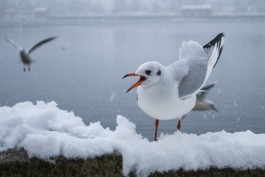МЧС: Обильные снегопады в Калининградской области будут идти три дня