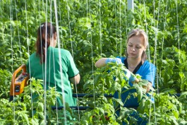 «Зелено круглый год»: как выращивают овощи в Калининградской области