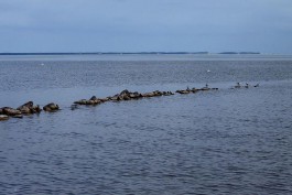 В Калининградской области начнут ловить балтийского лосося