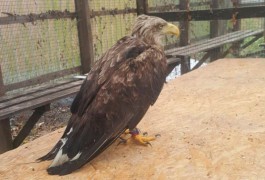 На Куршской косе спасли краснокнижного орлана-белохвоста