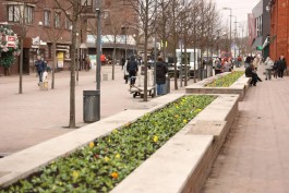 &laquo;Виолы, тюльпаны и многолетние растения&raquo;: в Калининграде начали обустраивать цветники  (фото)