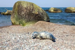 Учёный: На калининградском побережье гибнет примерно половина родившихся тюленей