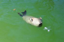 Калининградский зоопарк выпустил в море двух спасённых тюленей (видео)