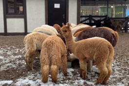 В новый парк на территории замка Нойхаузен привезли 20 альпак из Чили (фото)